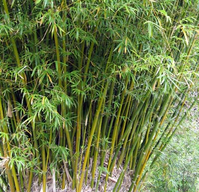 Clumping Bamboo Bambusa multiplex